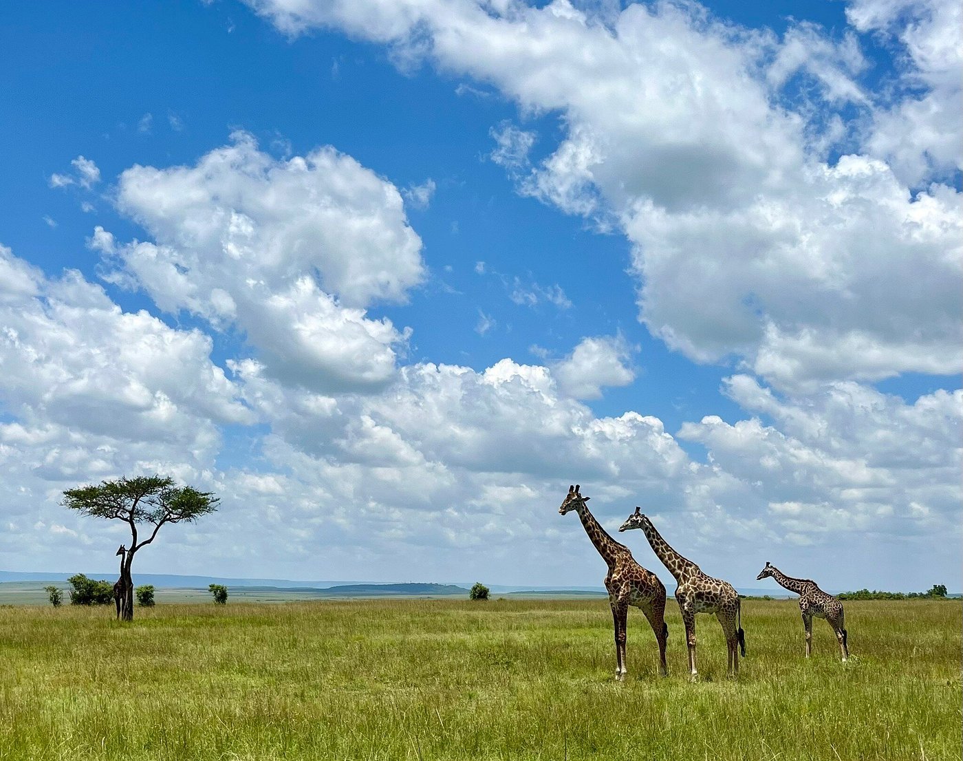 Ruaha National Park safari