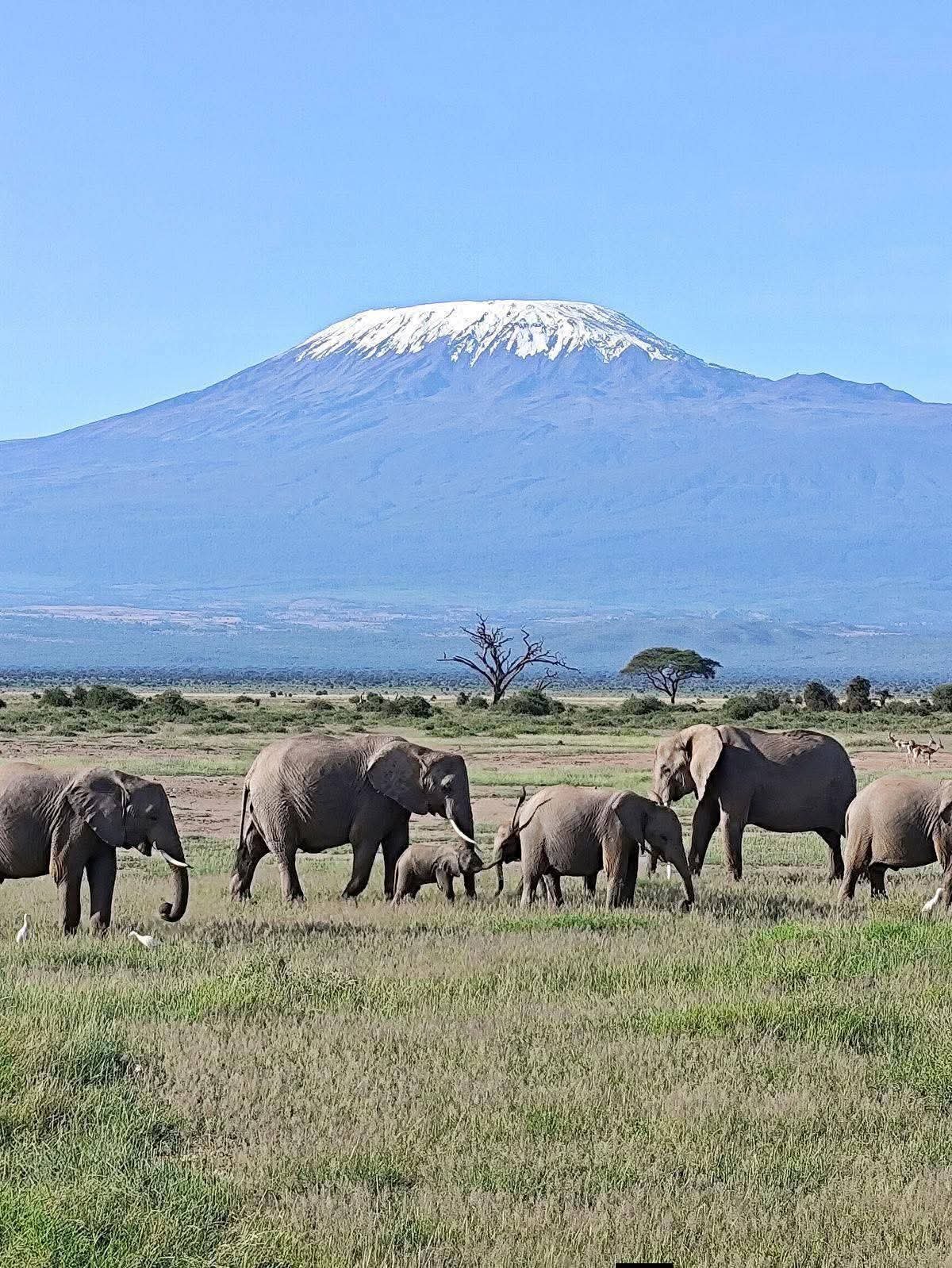 Mount Kilimanjaro safari