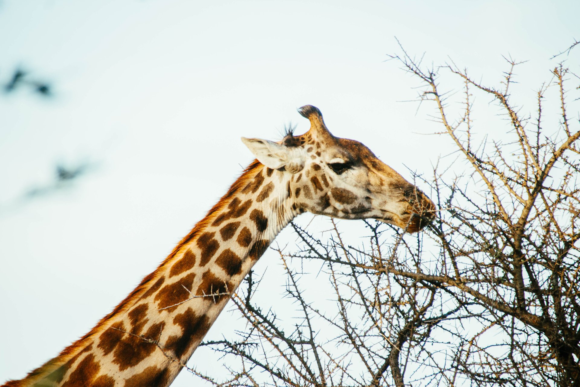 Nyerere National Park safari