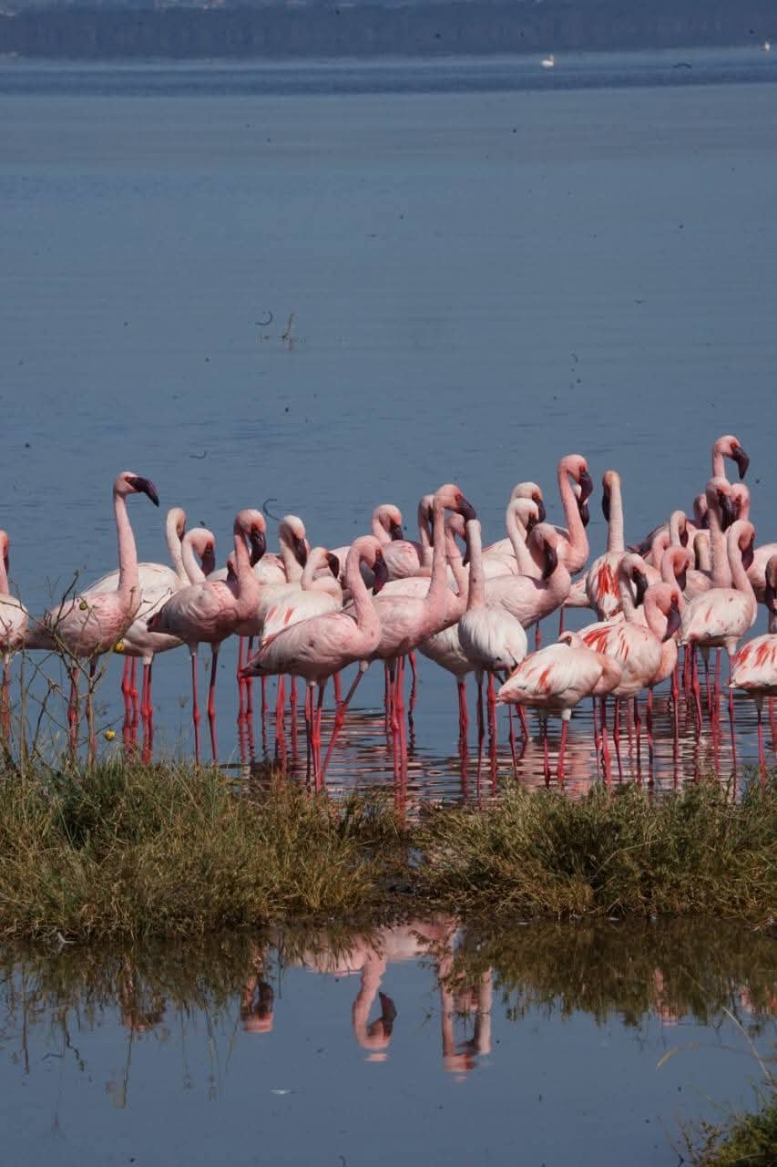 Lake Natron safari