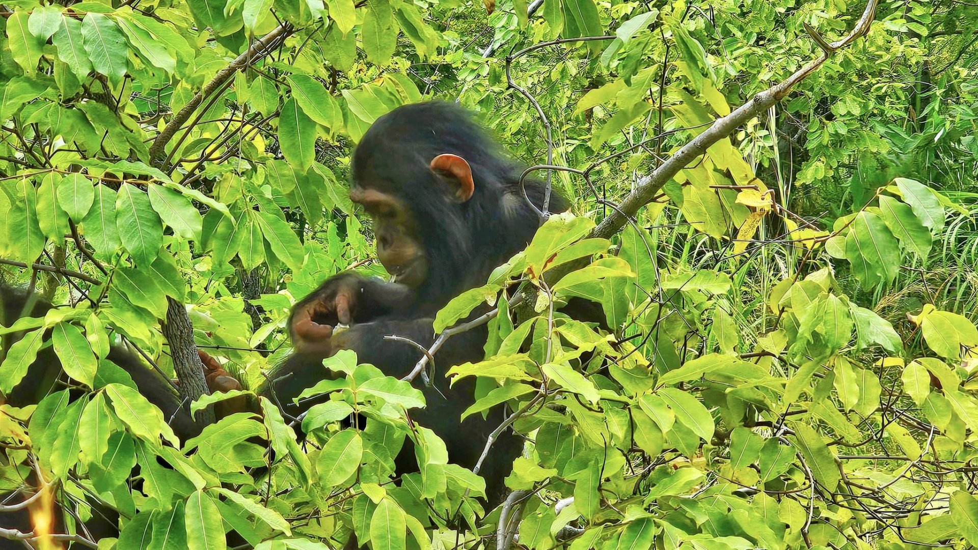 Gombe Stream National Park safari