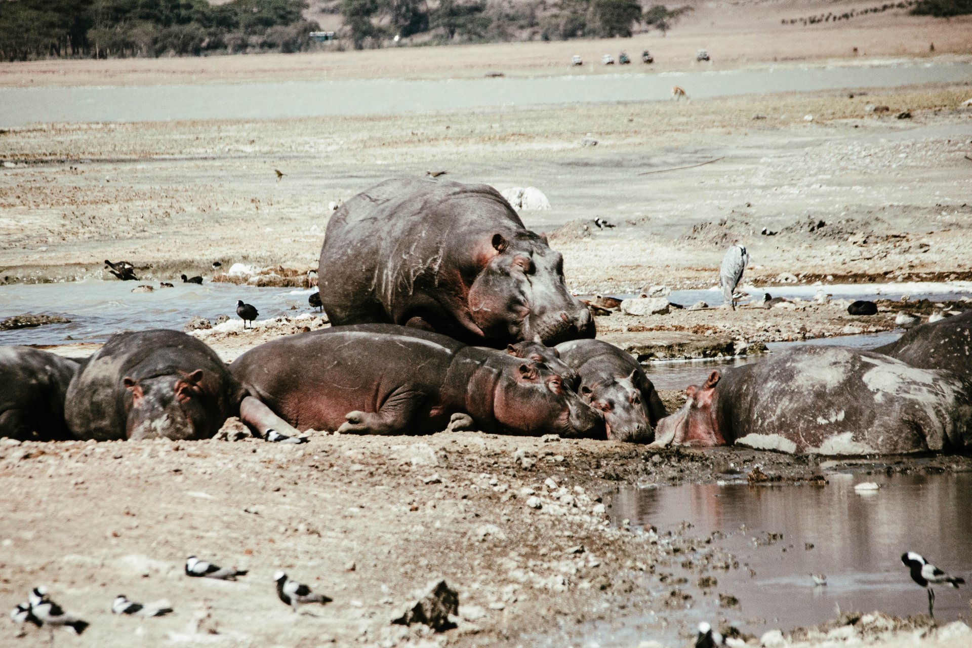 Saadani National Park safari