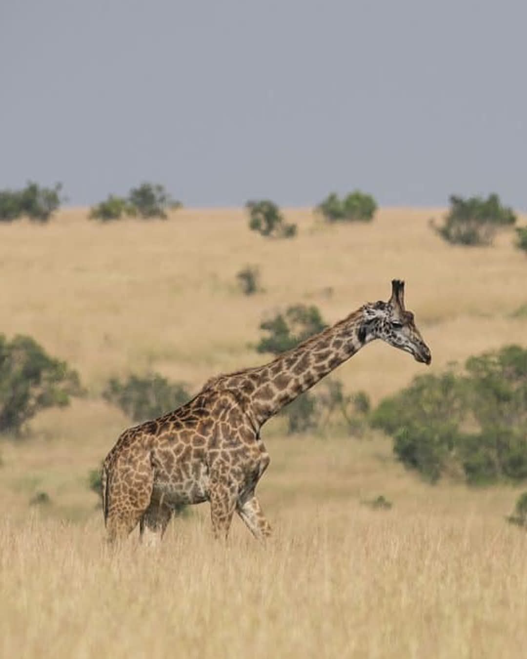 Mkomazi National Park safari