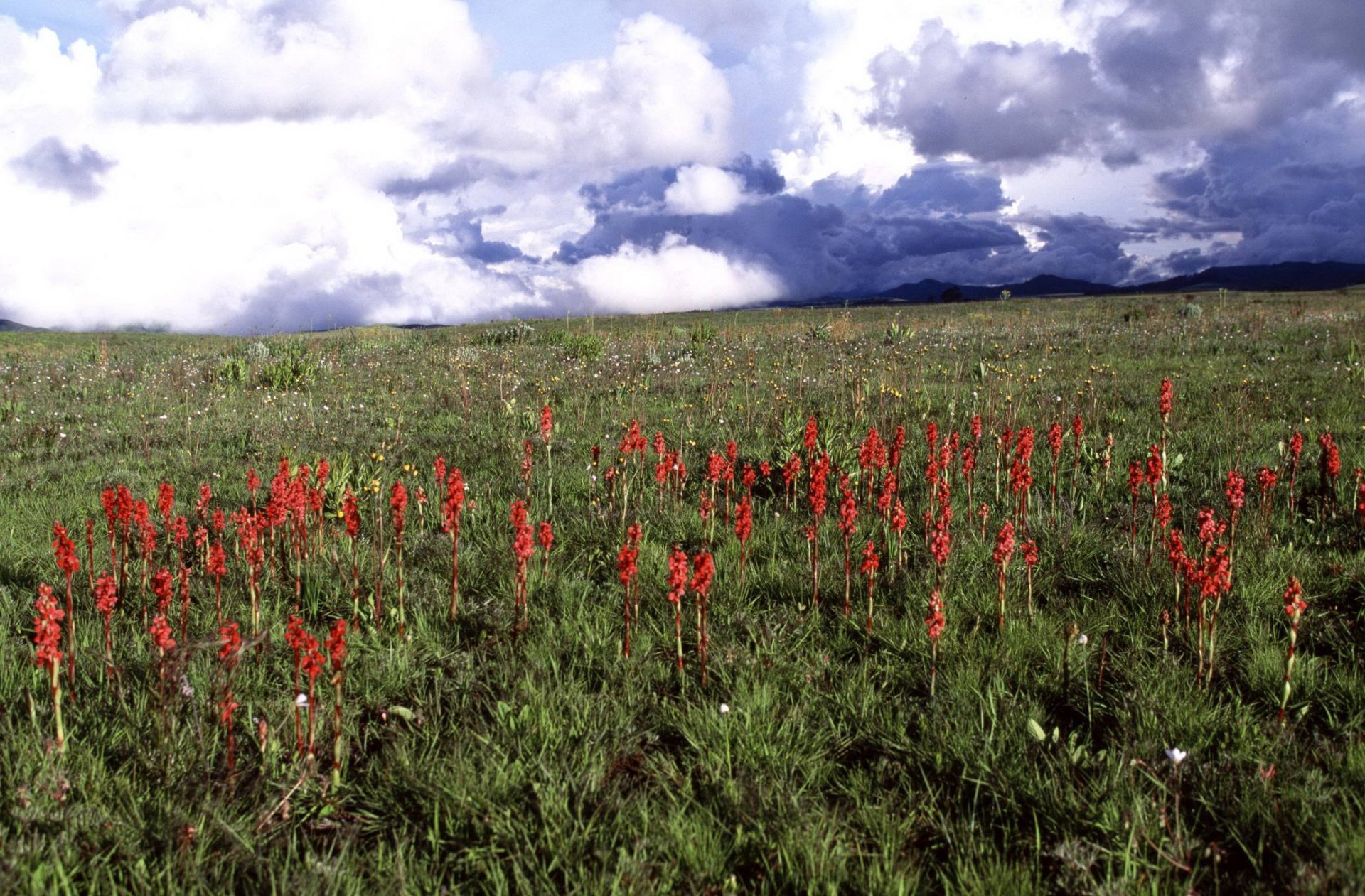 Kitulo National Park safari