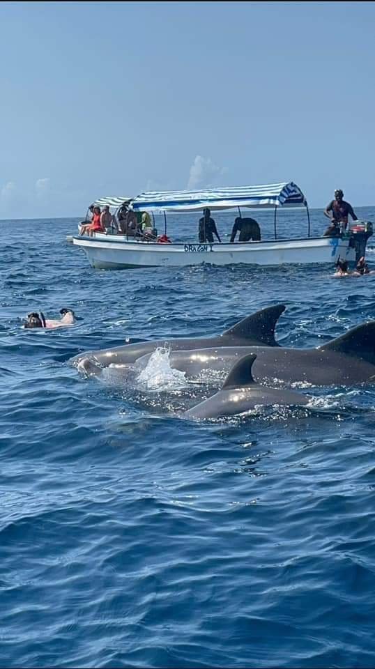 Pemba Island safari