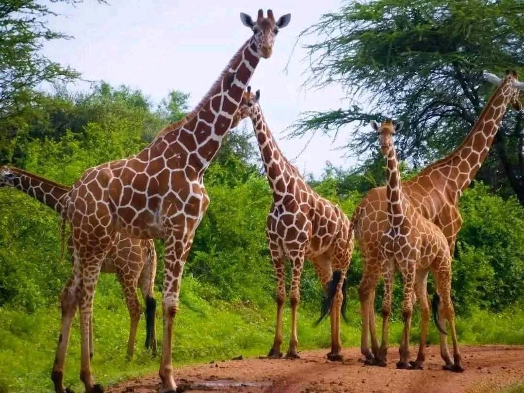Southern Tanzania Wilderness Safari