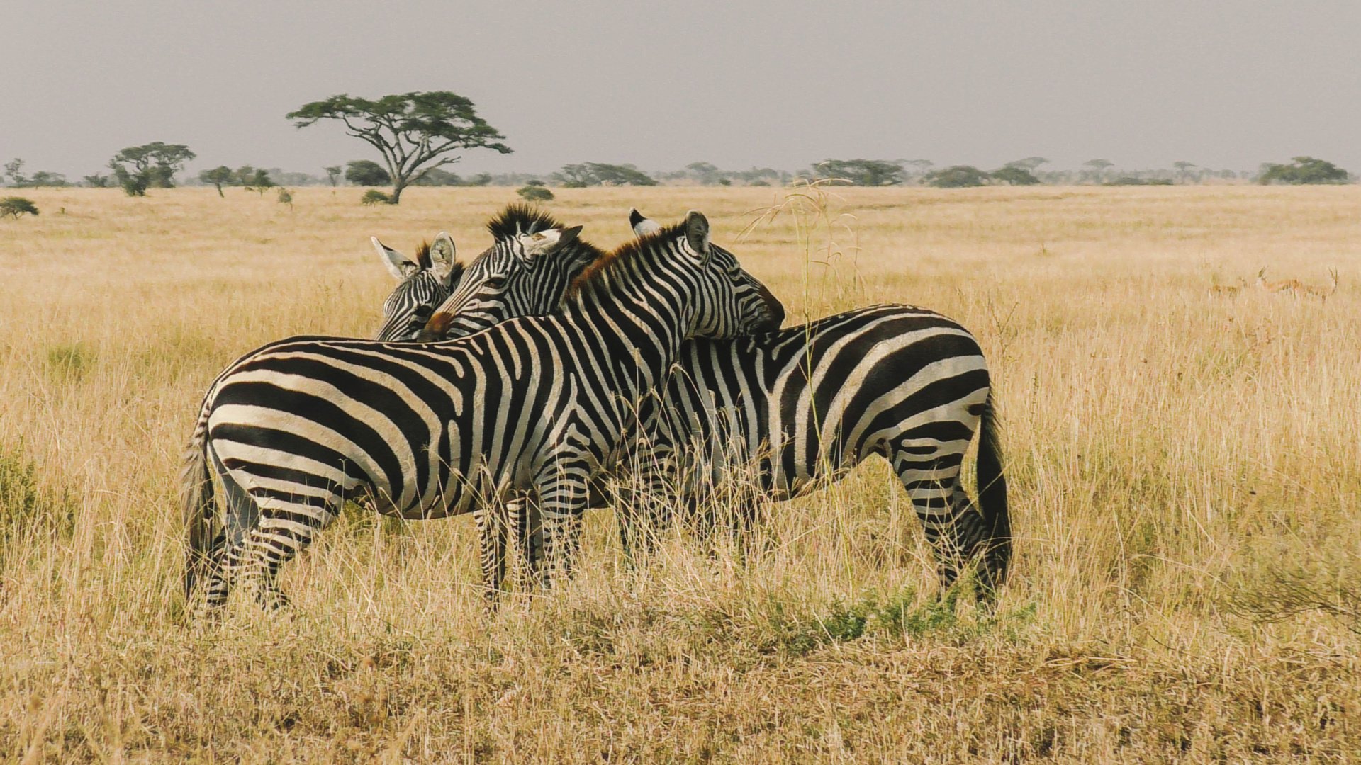 Tanzania Family Safari & Zanzibar Beach Escape