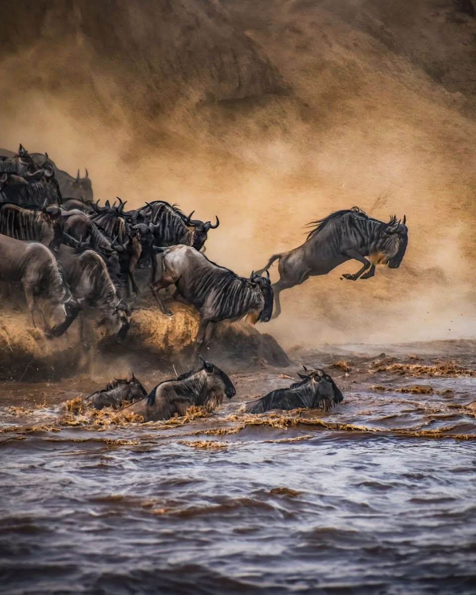The Great Migration Safari